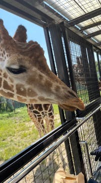 那須サファリパークに投稿された画像（2024/9/19）