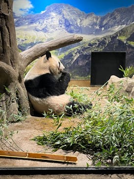 恩賜上野動物園に投稿された画像（2024/9/19）