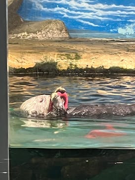 マリンワールド海の中道に投稿された画像（2024/9/19）