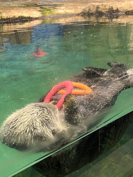 マリンワールド海の中道に投稿された画像（2024/9/19）