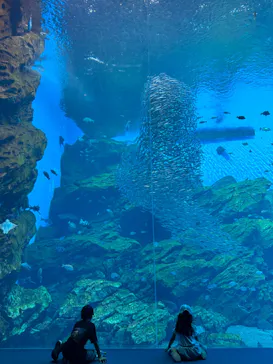 仙台うみの杜水族館に投稿された画像（2024/9/19）