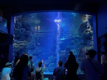 京都水族館に投稿された画像（2024/9/19）