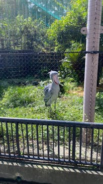 恩賜上野動物園に投稿された画像（2024/9/19）