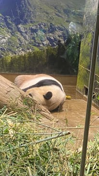恩賜上野動物園に投稿された画像（2024/9/19）