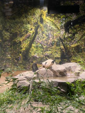 恩賜上野動物園に投稿された画像（2024/9/19）