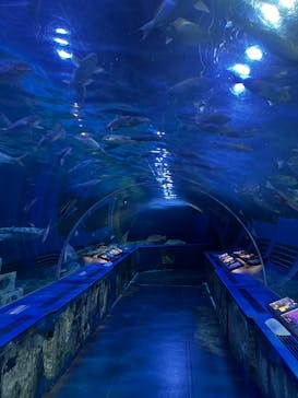 しながわ水族館に投稿された画像（2024/9/19）