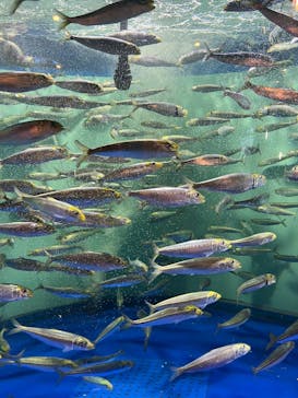 しながわ水族館に投稿された画像（2024/9/19）