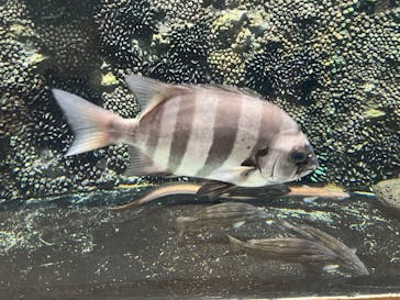 しながわ水族館に投稿された画像（2024/9/19）