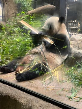 恩賜上野動物園に投稿された画像（2024/9/19）