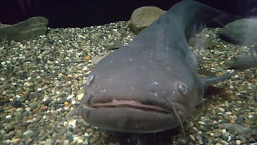 滋賀県立琵琶湖博物館に投稿された画像（2024/9/19）