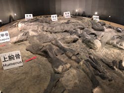 福井県立恐竜博物館に投稿された画像（2024/9/19）