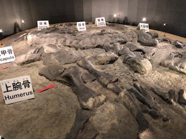 福井県立恐竜博物館に投稿された画像（2024/9/19）