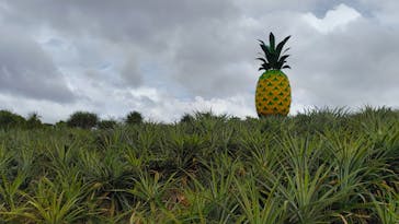 ナゴパイナップルパークに投稿された画像（2024/9/19）