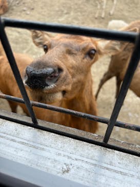 那須サファリパークに投稿された画像（2024/9/19）