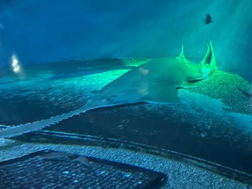 マクセル アクアパーク品川に投稿された画像（2024/9/19）