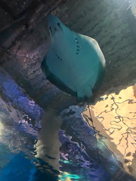 マクセル アクアパーク品川に投稿された画像（2024/9/19）