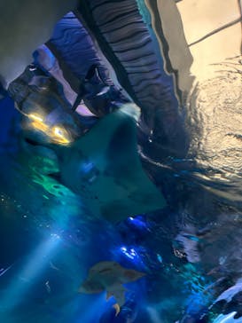 マクセル アクアパーク品川に投稿された画像（2024/9/19）