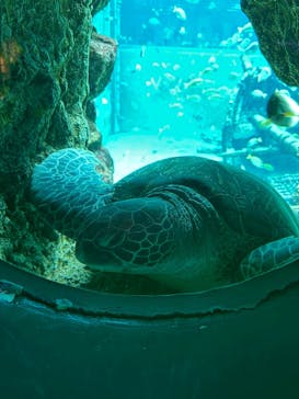 箱根園水族館に投稿された画像（2024/9/19）