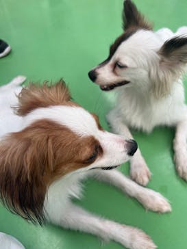 つくばわんわんランドに投稿された画像（2024/9/19）