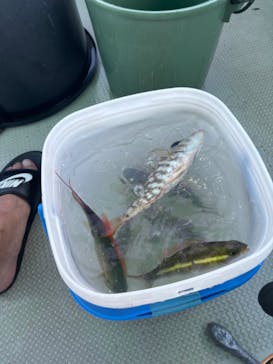 釣り船石垣島に投稿された画像（2024/9/20）