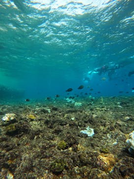 沖縄マリンサービス碧に投稿された画像（2024/9/20）