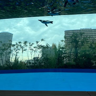 サンシャイン水族館に投稿された画像（2024/9/20）