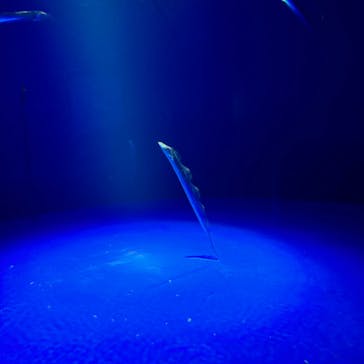 サンシャイン水族館に投稿された画像（2024/9/20）