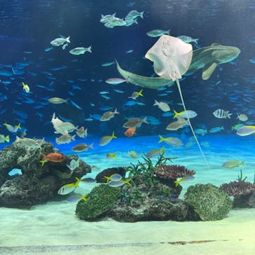 サンシャイン水族館に投稿された画像（2024/9/20）