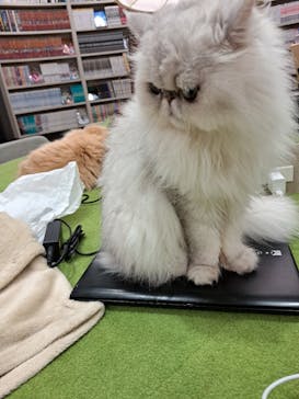 猫カフェモカ　アルシェ大宮店に投稿された画像（2024/9/20）