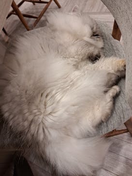 猫カフェモカ　アルシェ大宮店に投稿された画像（2024/9/20）