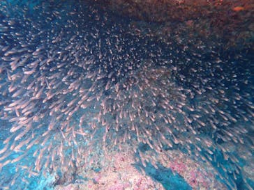 初心者専門店NEOMARINE石垣島に投稿された画像（2024/9/20）