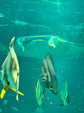 マクセル アクアパーク品川に投稿された画像（2024/9/20）