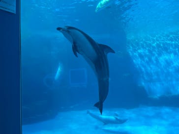名古屋港水族館に投稿された画像（2024/9/20）