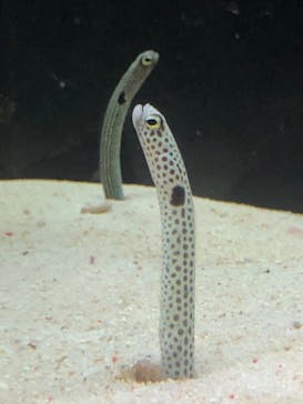 越前松島水族館に投稿された画像（2024/9/20）