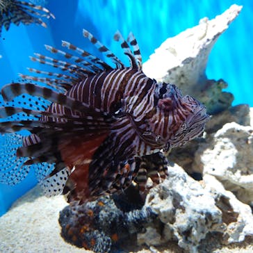 アクアワールド茨城県大洗水族館に投稿された画像（2024/9/20）