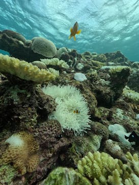 DIVING-SHOP SUNSに投稿された画像（2024/9/20）