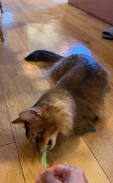 猫カフェモカ　池袋東口店に投稿された画像（2024/9/20）