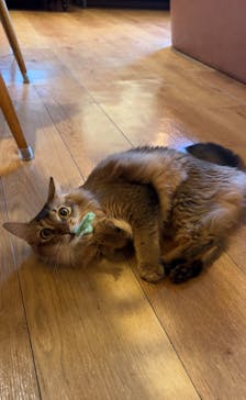 猫カフェモカ　池袋東口店に投稿された画像（2024/9/20）