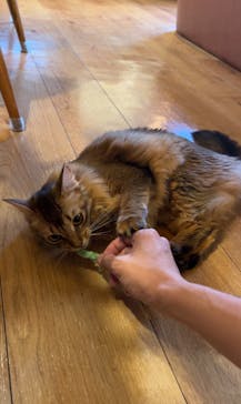 猫カフェモカ　池袋東口店に投稿された画像（2024/9/20）