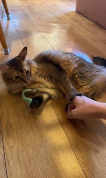 猫カフェモカ　池袋東口店に投稿された画像（2024/9/20）