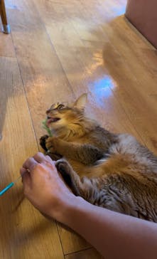 猫カフェモカ　池袋東口店に投稿された画像（2024/9/20）