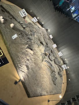 福井県立恐竜博物館に投稿された画像（2024/9/20）