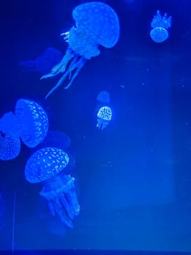 名古屋港水族館に投稿された画像（2024/9/20）