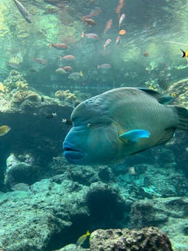 沖縄美ら海水族館に投稿された画像（2024/9/20）