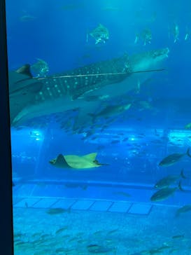 沖縄美ら海水族館に投稿された画像（2024/9/20）
