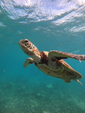 nico 宮古島に投稿された画像（2024/9/20）