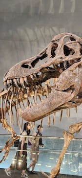 福井県立恐竜博物館に投稿された画像（2024/9/20）