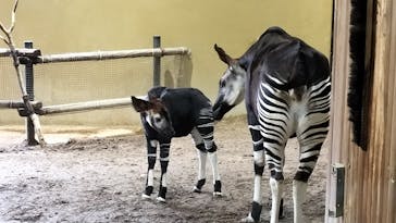 よこはま動物園ズーラシアに投稿された画像（2024/9/20）