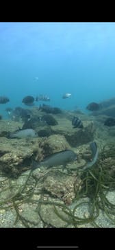 マースダイビングに投稿された画像（2024/9/20）