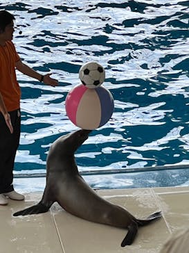 アクアワールド茨城県大洗水族館に投稿された画像（2024/9/21）